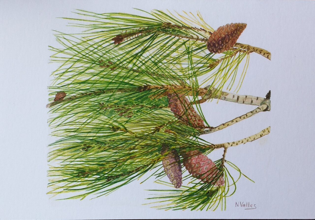 Pinus halopensis Pi mediterrani - Pino mediterraneo - Stone pine